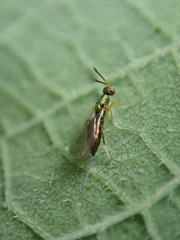 Torymus pachypsyllae