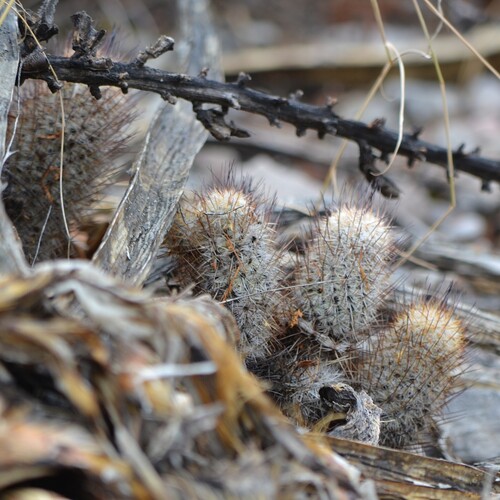 Mammillaria pottsii
