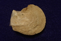 Isognomon perna