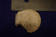 Isognomon perna