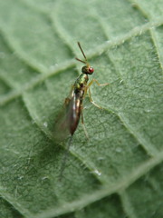 Torymus pachypsyllae