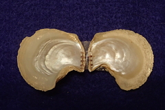 Isognomon perna