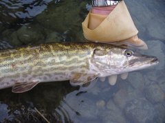 Esox cisalpinus