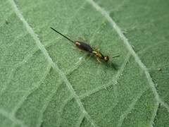 Torymus pachypsyllae