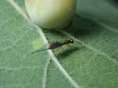 Torymus pachypsyllae