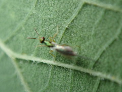 Torymus pachypsyllae