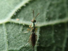 Torymus pachypsyllae