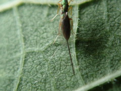 Torymus pachypsyllae