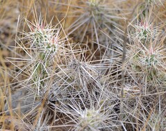 Grusonia grahamii, photograph (c) Mauricio Calderón, some rights reserved (CC BY)