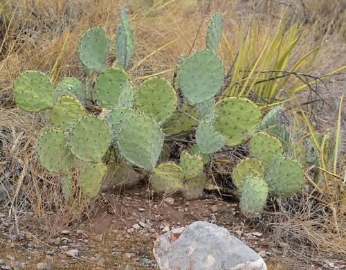 Opuntia rastrera, photograph 4