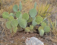 Opuntia rastrera, photograph (c) Mauricio Calderón, some rights reserved (CC BY)