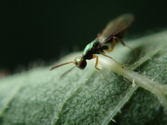 Torymus pachypsyllae