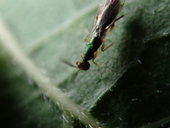 Torymus pachypsyllae