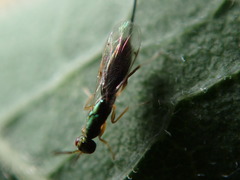 Torymus pachypsyllae