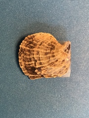 Isognomon perna