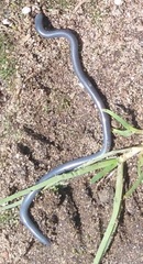 Indotyphlops braminus