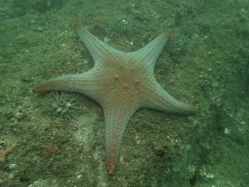 Pentaceraster chinensis