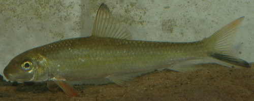 Moxostoma poecilurum