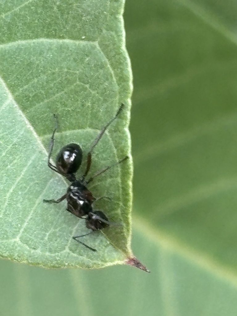 Polyrhachis Ratellata Polyrhachis rastellata from Sadduguntepalya, Bengaluru, Karnataka, IN ...