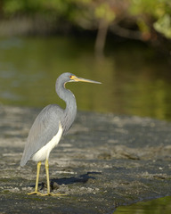 Egretta tricolor image