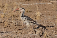 Tockus damarensis