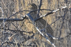 Pternistis hartlaubi