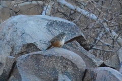 Achaetops pycnopygius