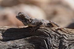 Agama anchietae