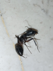 Camponotus xerxes