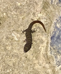 Sphaerodactylus elegans