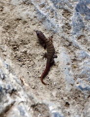 Sphaerodactylus elegans