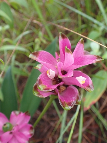 Curcuma sparganiifolia
