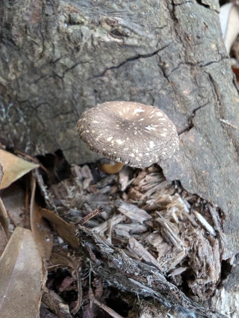 Pluteus pantherinus · June 2025 · photo: © atsushi_nakajima_cirque (iNaturalist, cc-by)