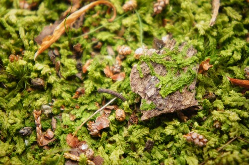 Lophocolea brookwoodiana