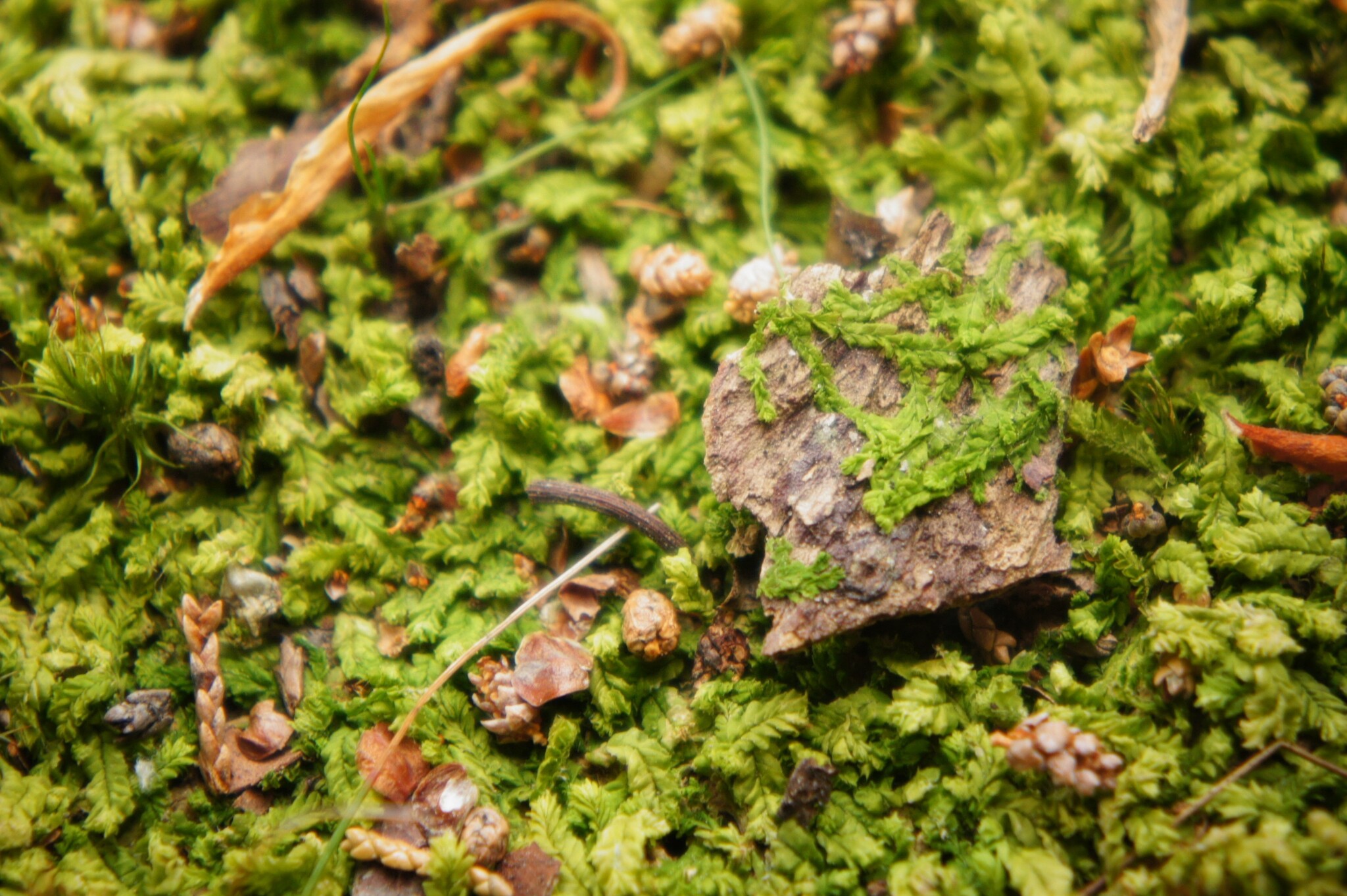 Lophocolea brookwoodiana