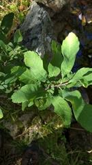 Myrica