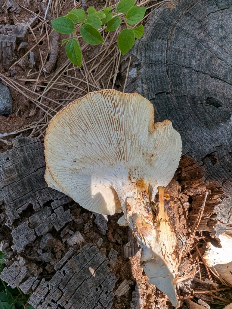Neolentinus lepideus · June 2025 · photo: © atsushi_nakajima_cirque (iNaturalist, cc-by)
