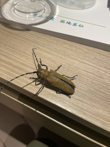 Apriona rugicollis