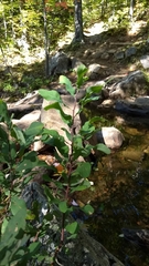 Myrica