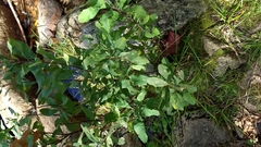 Myrica