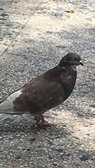 Columba livia domestica