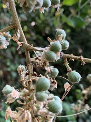 Deinbollia xanthocarpa