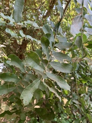 Deinbollia xanthocarpa