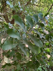 Deinbollia xanthocarpa