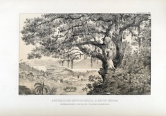 Artocarpus heterophyllus