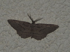 Stenoporpia pulmonaria