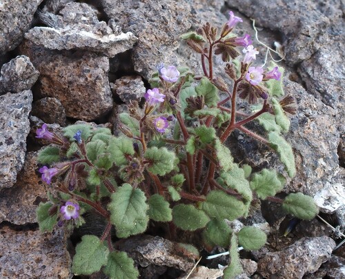 Death Valley round-leaved phacelia (Phacelia mustelina)