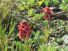 Indigofera tomentosa
