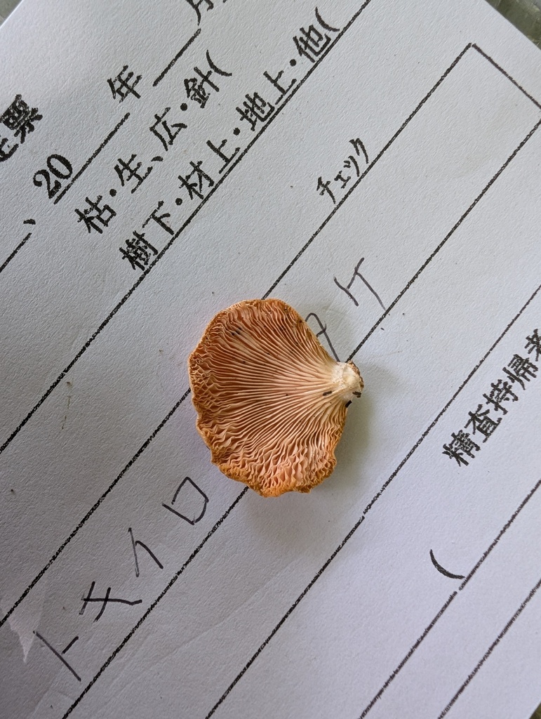 Pleurotus djamor · June 2025 · photo: © atsushi_nakajima_cirque (iNaturalist, cc-by)