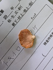 トキイロヒラタケ